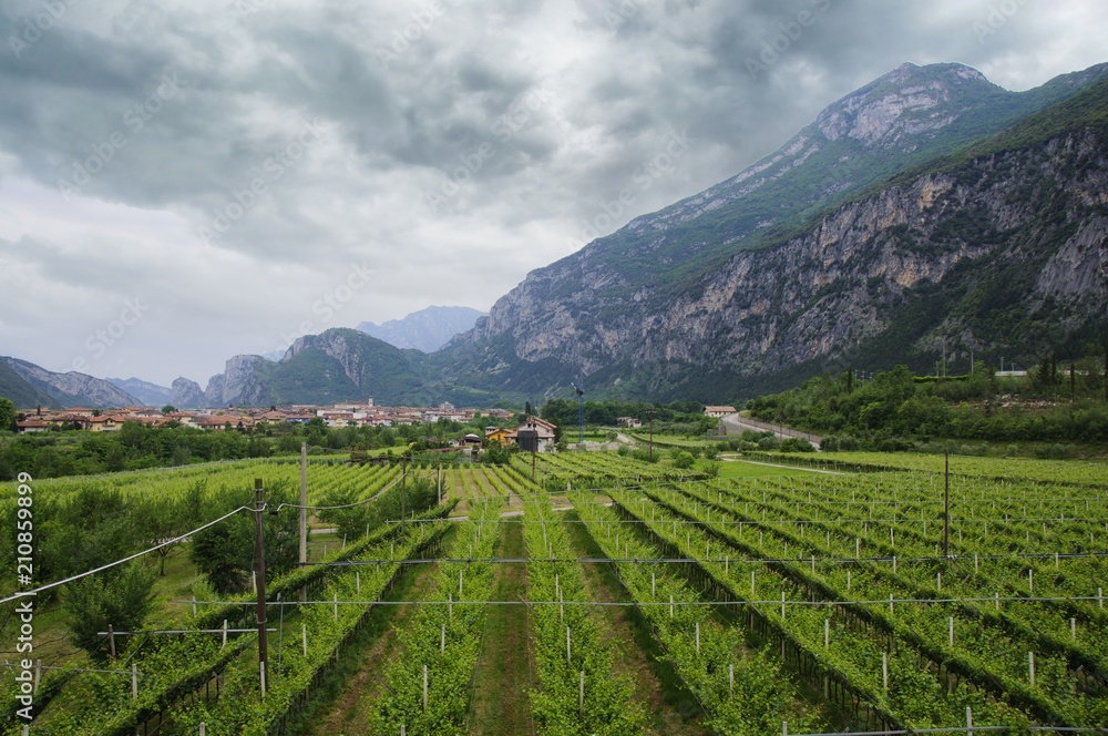Beautiful Vineyard landscape with green leaves in Trentino-Alto Adige, Italy
