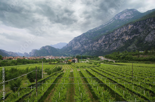 Beautiful Vineyard landscape with green leaves in Trentino-Alto Adige  Italy