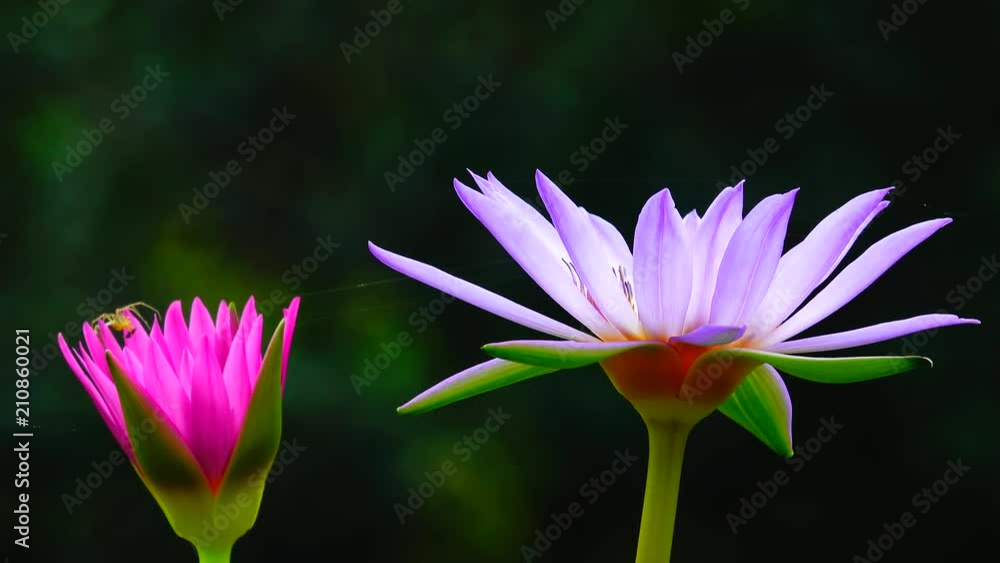 4K Beautiful multi color lotus lilly nature background 4K Beautiful multi color lotus lilly nature background