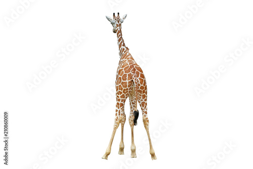 Back of giraffe isolated on white background 