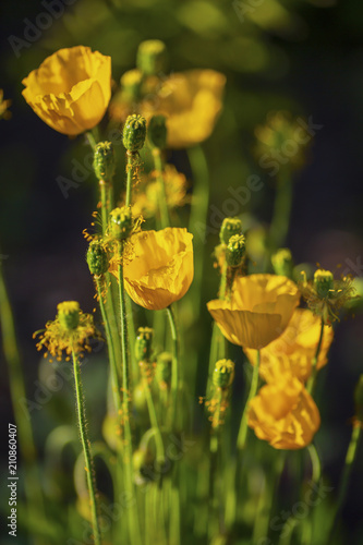 Fototapeta Naklejka Na Ścianę i Meble -  жёлтый декоративный мак