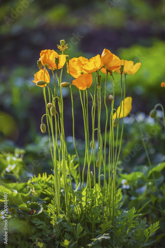 Fototapeta Naklejka Na Ścianę i Meble -  жёлтый мак на дачном участке