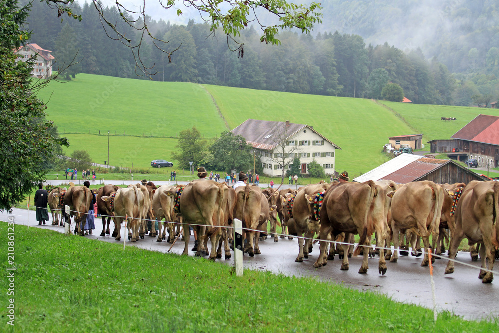 Obraz premium Viehscheid - Allgäu - Oberstaufen - Almabtrieb