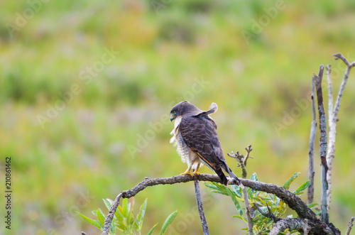 Beautiful Hawk-hawk bird or Roadside Hawk (Rupornis magnirostris) in a tree in the Brazilian wetland. photo