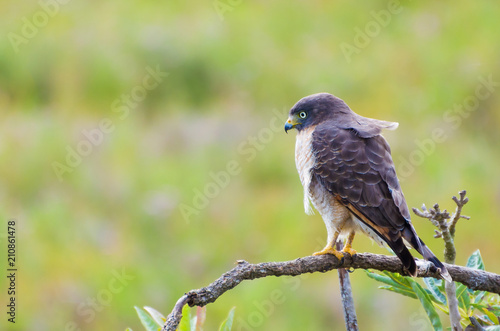 Beautiful Hawk-hawk bird or Roadside Hawk (Rupornis magnirostris) in a tree in the Brazilian wetland.