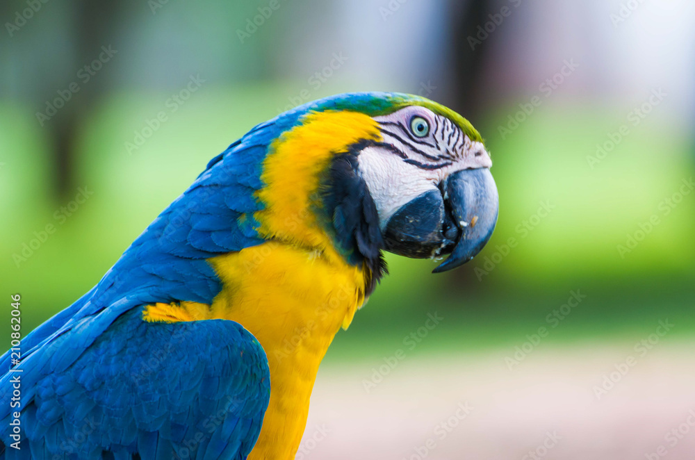 Beautiful Blue-and-yellow Macaw (Ara ararauna) in the Brazilian wetland. Beautiful Blue-and-yellow Macaw (Ara ararauna) in the Brazilian wetland.
