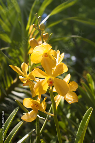 Wallpaper Mural yellow orchid flowers background Torontodigital.ca