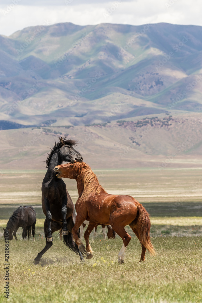 Wild horse Stallions Fighting Wild horse Stallions Fighting