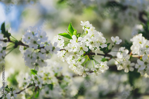 Spring background of branches of flowering trees