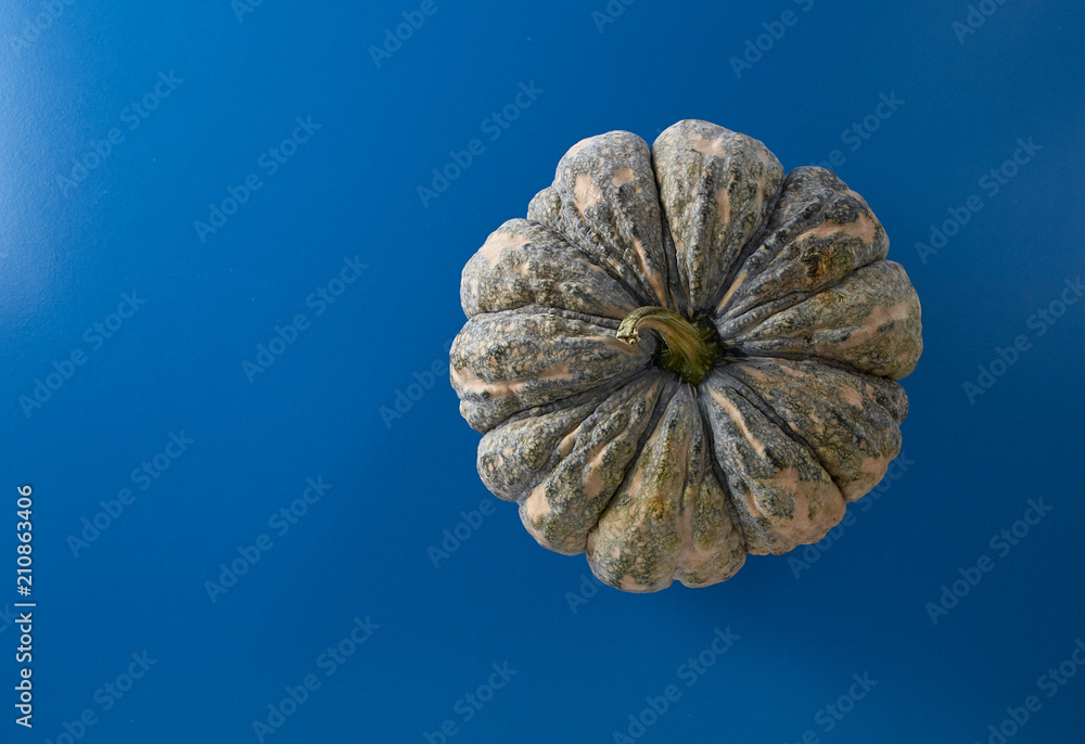 Halloween thanksgiving green pumpkin Halloween thanksgiving green pumpkin