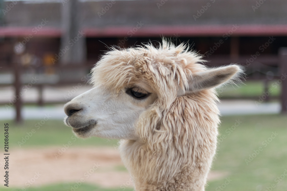 Obraz premium Close up of alpaca in a field