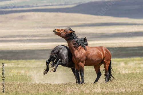 Wild horse Stallions Fighting