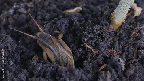 Gryllotalpa Medvedka crawls on the ground. Close-up photo