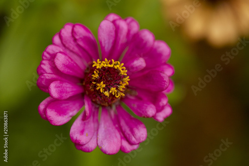 Close up pink zinnia violacea