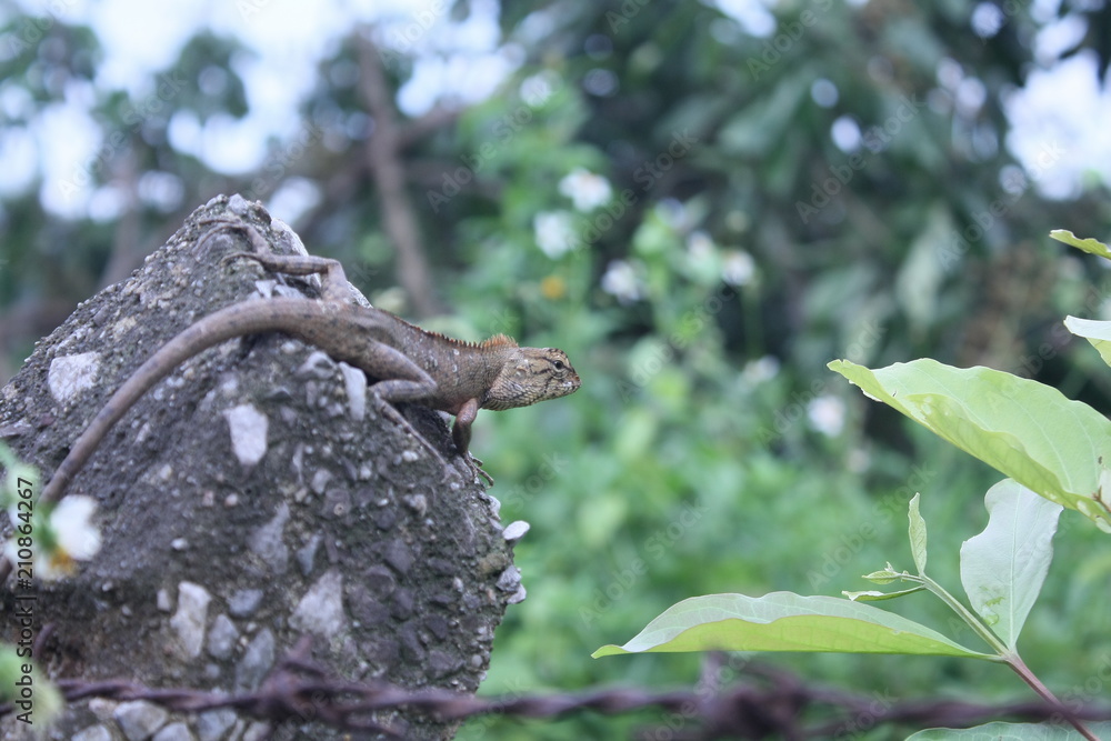 chameleon on the rock stone nature background chameleon on the rock stone nature background