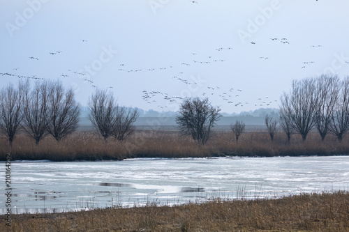 Wallpaper Mural An icy surface of water, bare trees and meadows, which despite the freezing cold are without snow. Everything is frozen, except for the flying birds - Freiburg (Elbe), Germany Torontodigital.ca