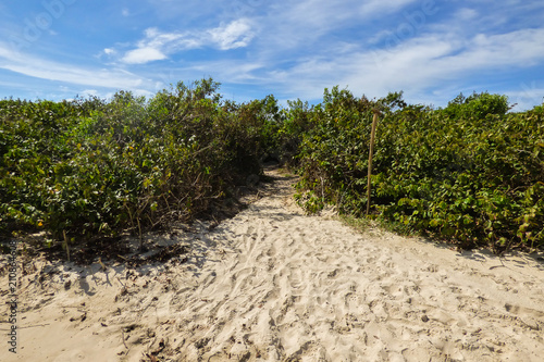 Walking path through restinga forest that gives access to Daniela beach - Florianopolis, Brazil