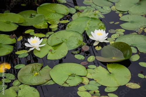water lilies with lily pads