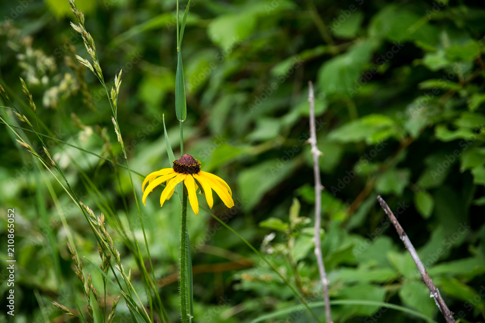 Rudbeckia hirta single flower up close Rudbeckia hirta single flower up close