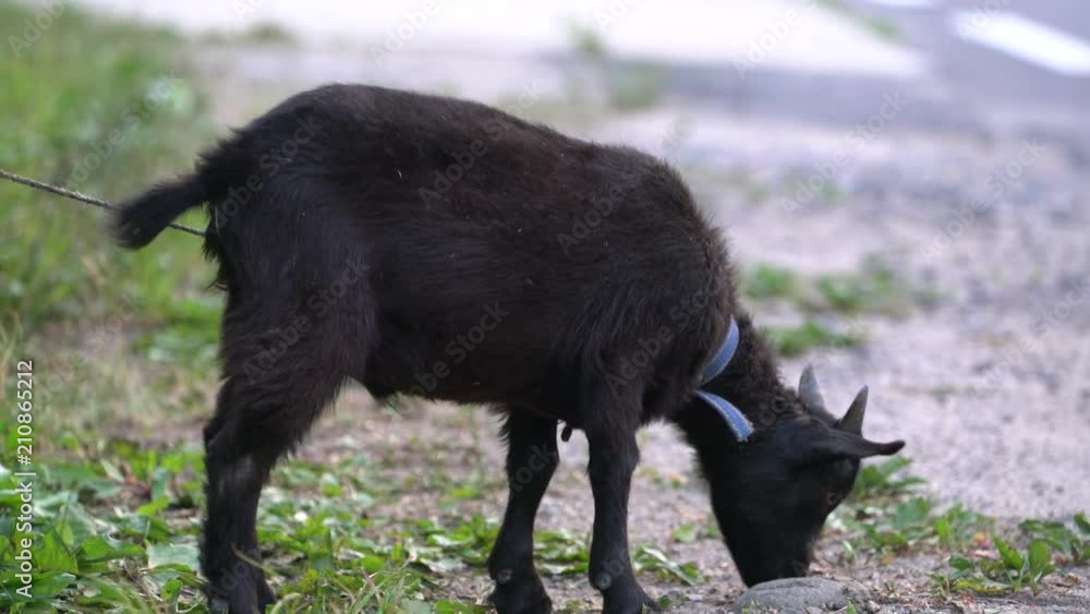 The young black goat is grazing by the road. The young black goat is grazing by the road.