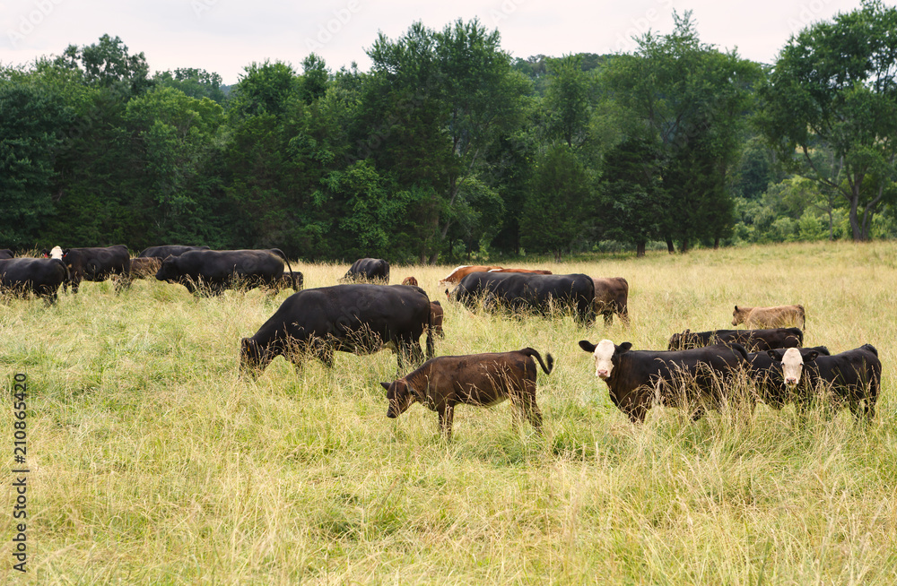 Herd of Cows Grazing in a Rural Countryside Pasture Herd of Cows Grazing in a Rural Countryside Pasture