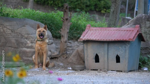 The Jindo dog is Korean National Monument number 53.