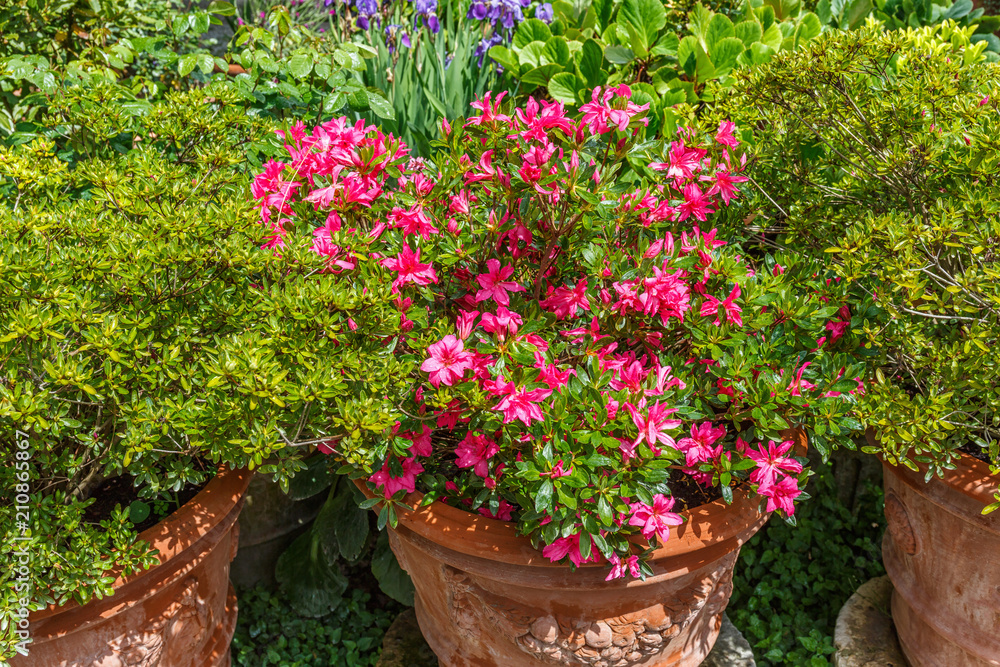 Flower pots with red flowers and green plants in a garden