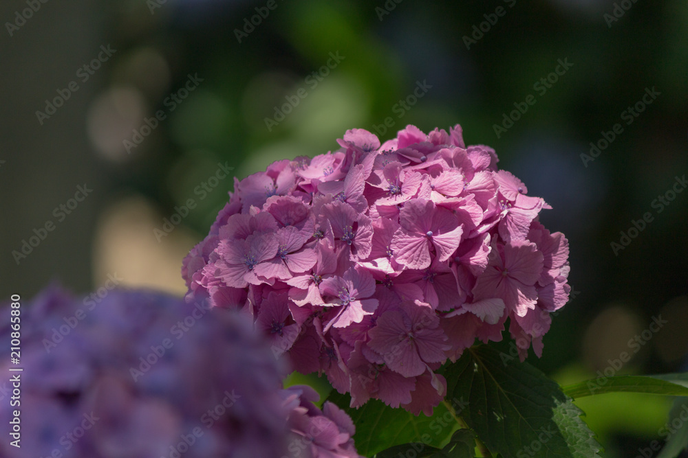 Hydrangea flower.Shot in Japan.close-up.People are not shown. Hydrangea flower.Shot in Japan.close-up.People are not shown.