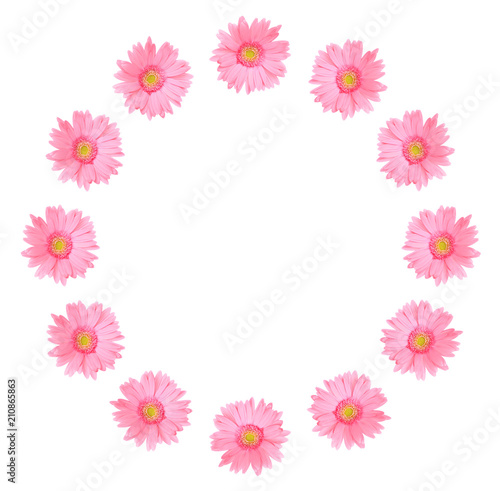 Pink gerbera daisy flower isolated on a white background