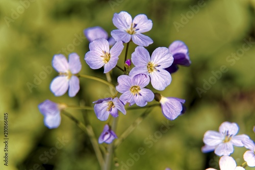 Lilac Blossom