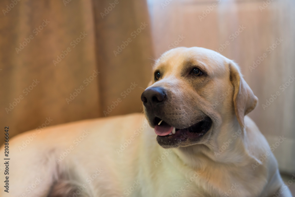 Portrait of Labrador retriever in living room Portrait of Labrador retriever in living room