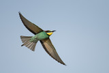 Flying bee-eater