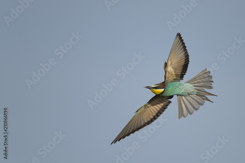 Flying bee-eater