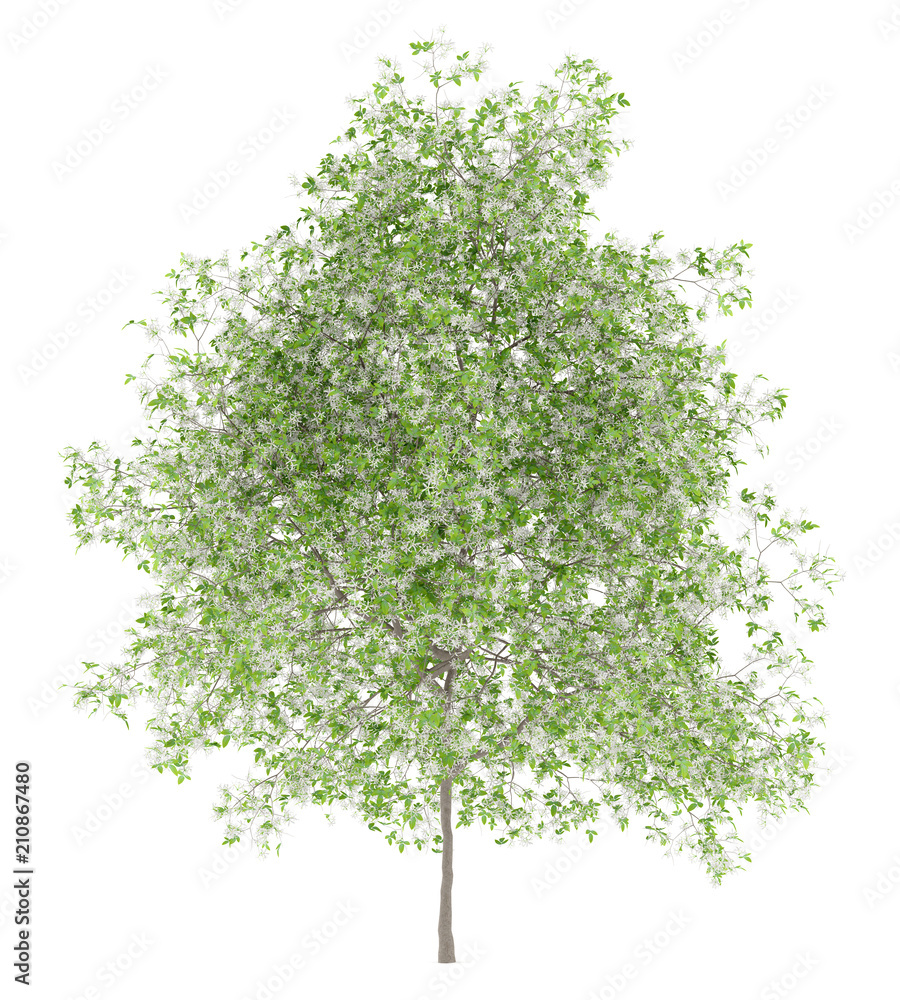 Fototapeta premium flowering lemon tree isolated on white background