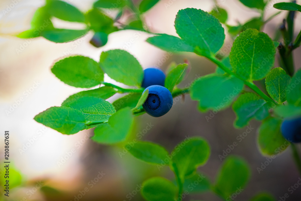 Bush of a ripe bilberry in the summer closeup Bush of a ripe bilberry in the summer closeup