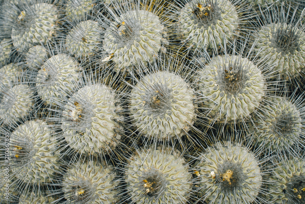 background cactus background cactus