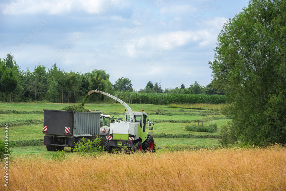 Fototapeta premium Collecting green fodder with agricultural vehicles