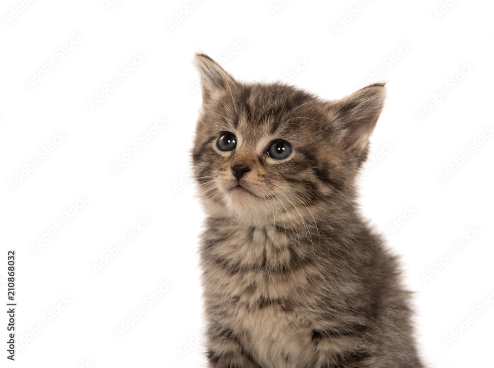 Cute tabby kitten on white Cute tabby kitten on white