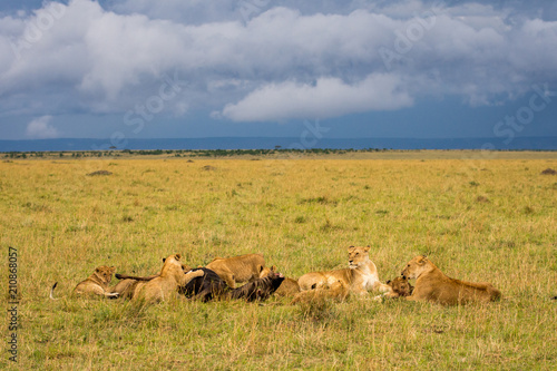 Fototapeta Naklejka Na Ścianę i Meble -  Lion pride feeding on wildebeest
