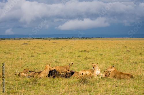 Fototapeta Naklejka Na Ścianę i Meble -  Lion pride feeding on wildebeest