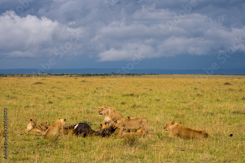 Fototapeta Naklejka Na Ścianę i Meble -  Lion pride feeding on wildebeest