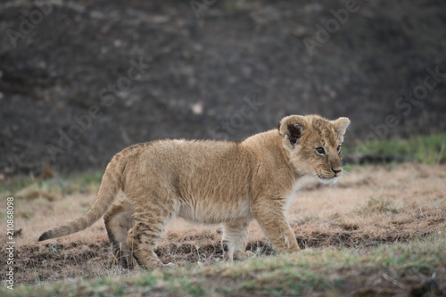 Fototapeta Naklejka Na Ścianę i Meble -  Lion cub in Masai Mara