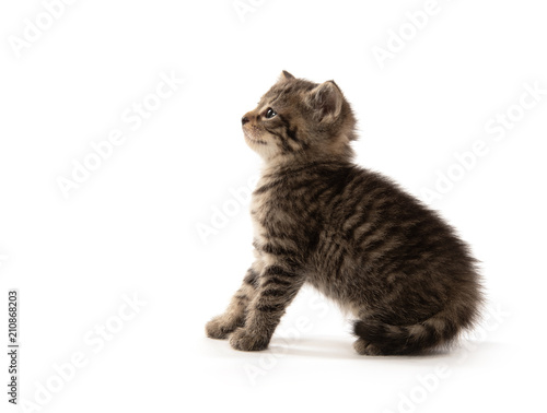 Fototapeta Naklejka Na Ścianę i Meble -  Cute tabby kitten on white