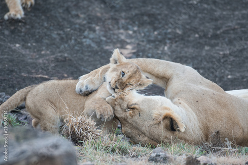 Fototapeta Naklejka Na Ścianę i Meble -  Lioness and its cub
