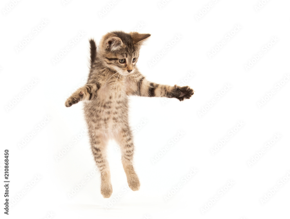 Kitten Jumping