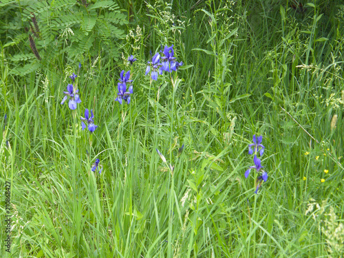 flowers of wild irises.