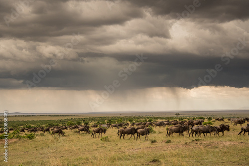 Wildebeest herd and thunderstorm