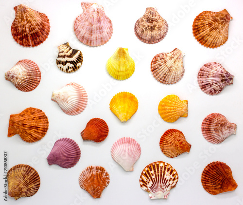 Sea shell isolated on white background,top view