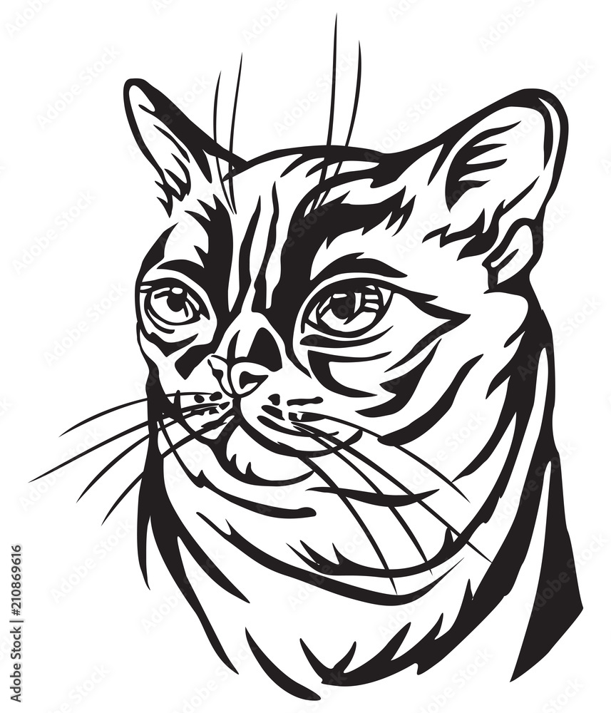 Decorative portrait of Burmese Cat vector illustration Decorative portrait of Burmese Cat vector illustration