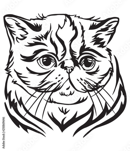 Decorative portrait of Exotic Shorthair Cat vector illustration